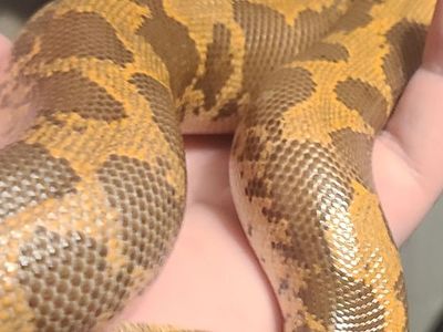 Female adult Kenyan sand boa