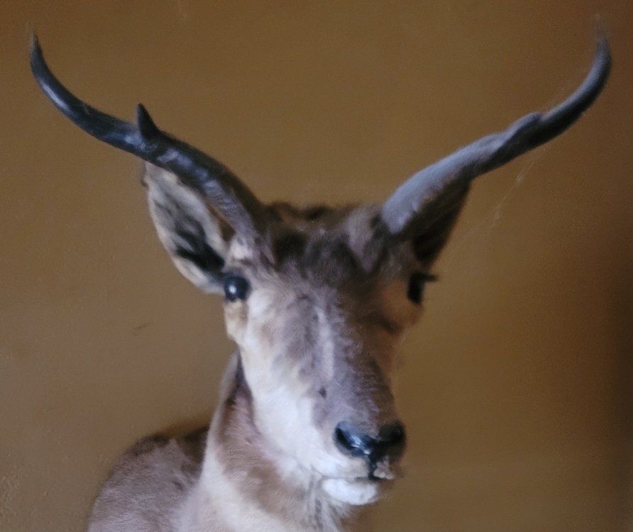 not typical trophy antelope