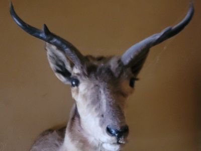 not typical trophy antelope