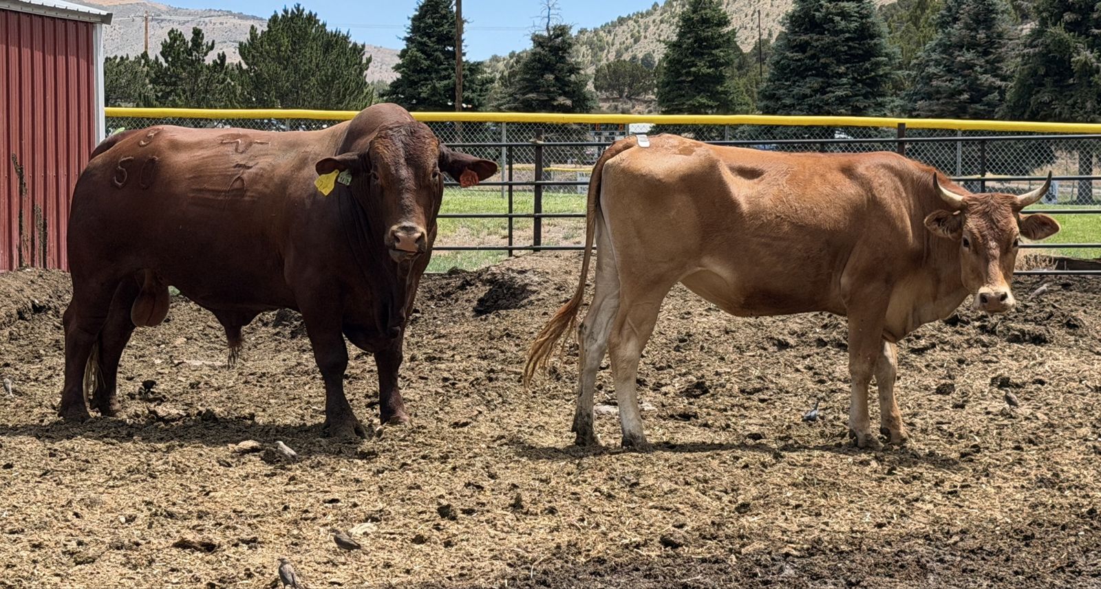 Bred heifer