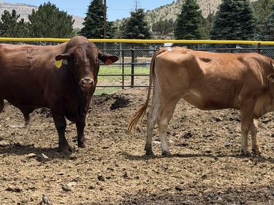 Bred heifer