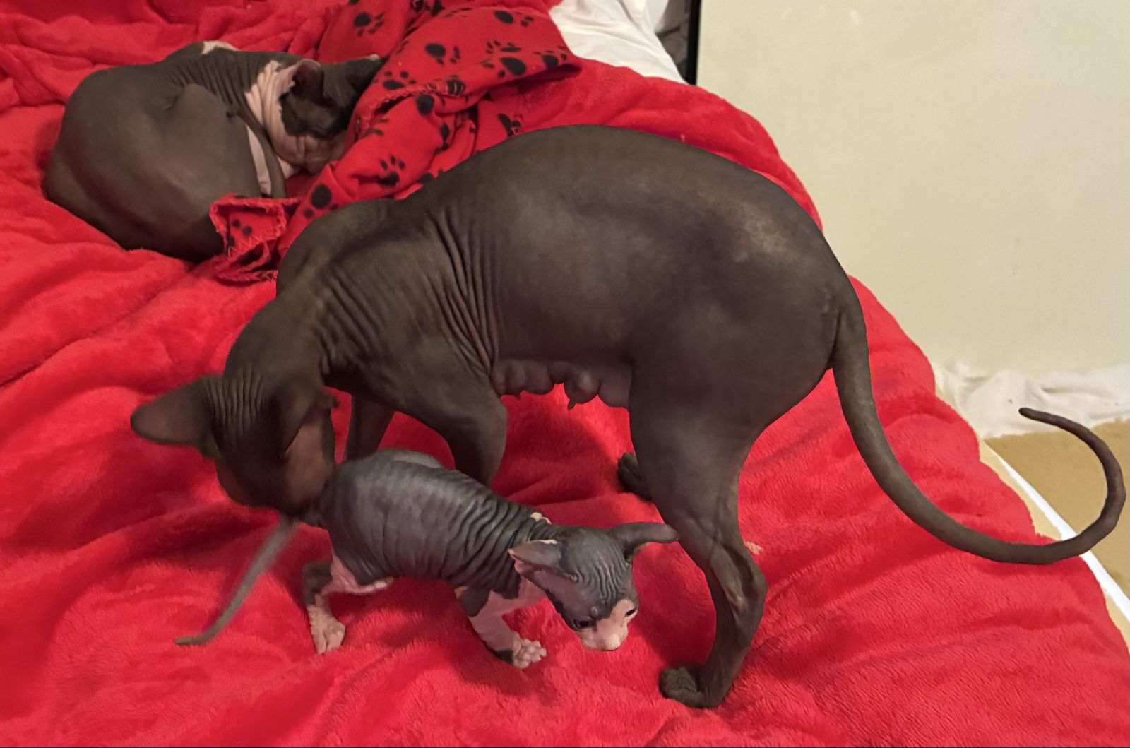 Sphynx kittens