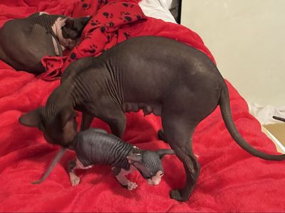 Sphynx kittens