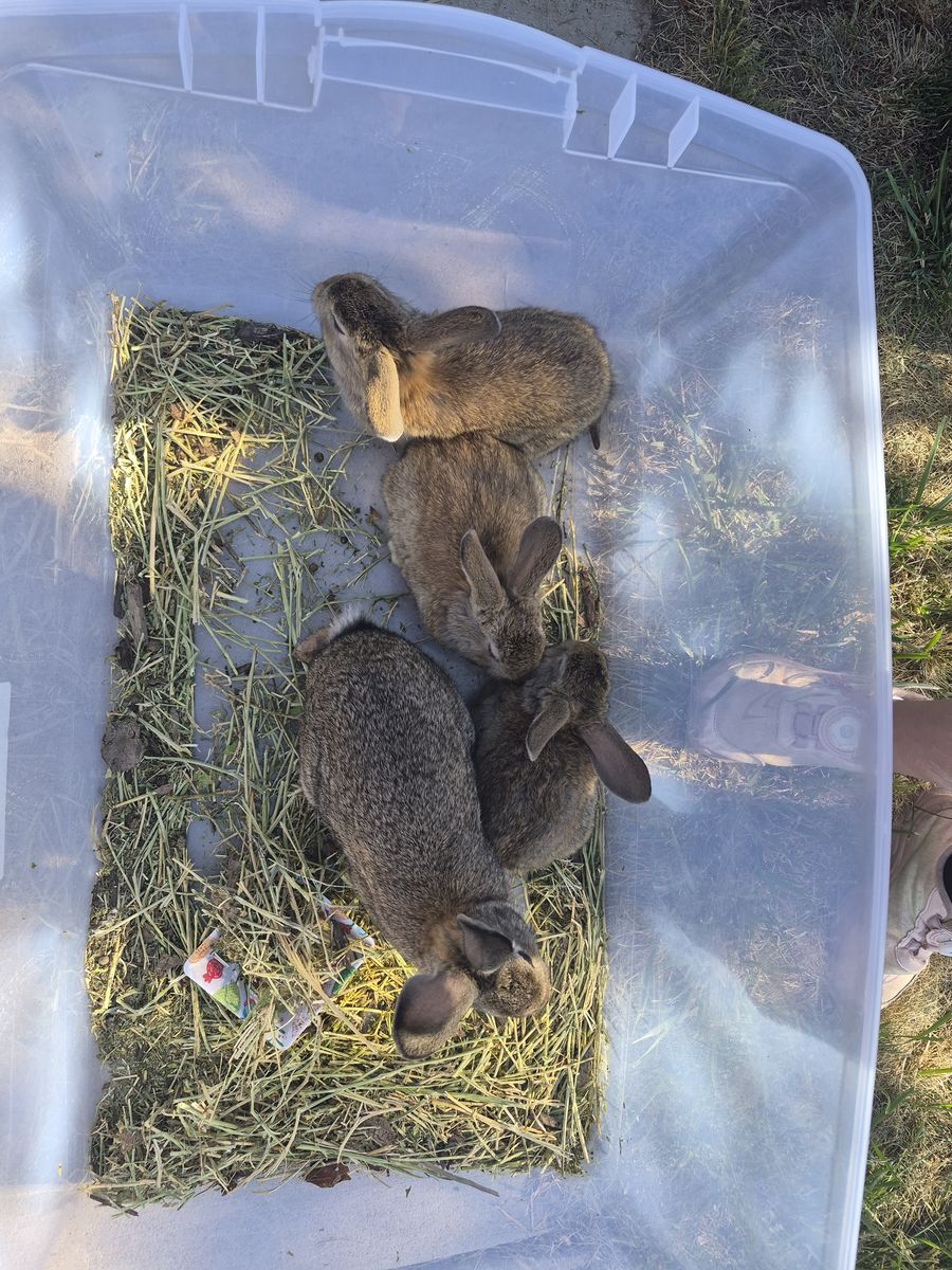 Rex/mini lop bunnies