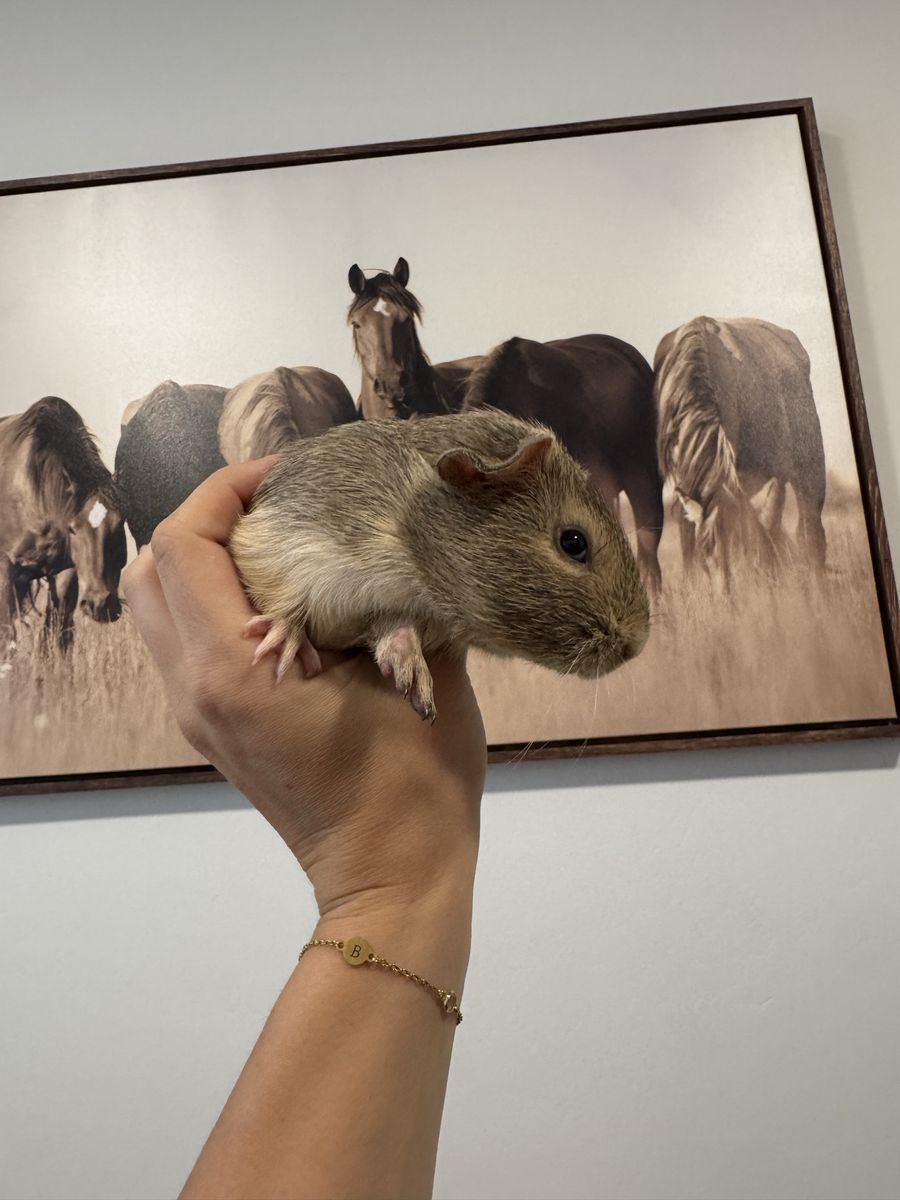 6 week old male guinea pig