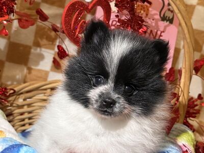 Akc Pomeranians