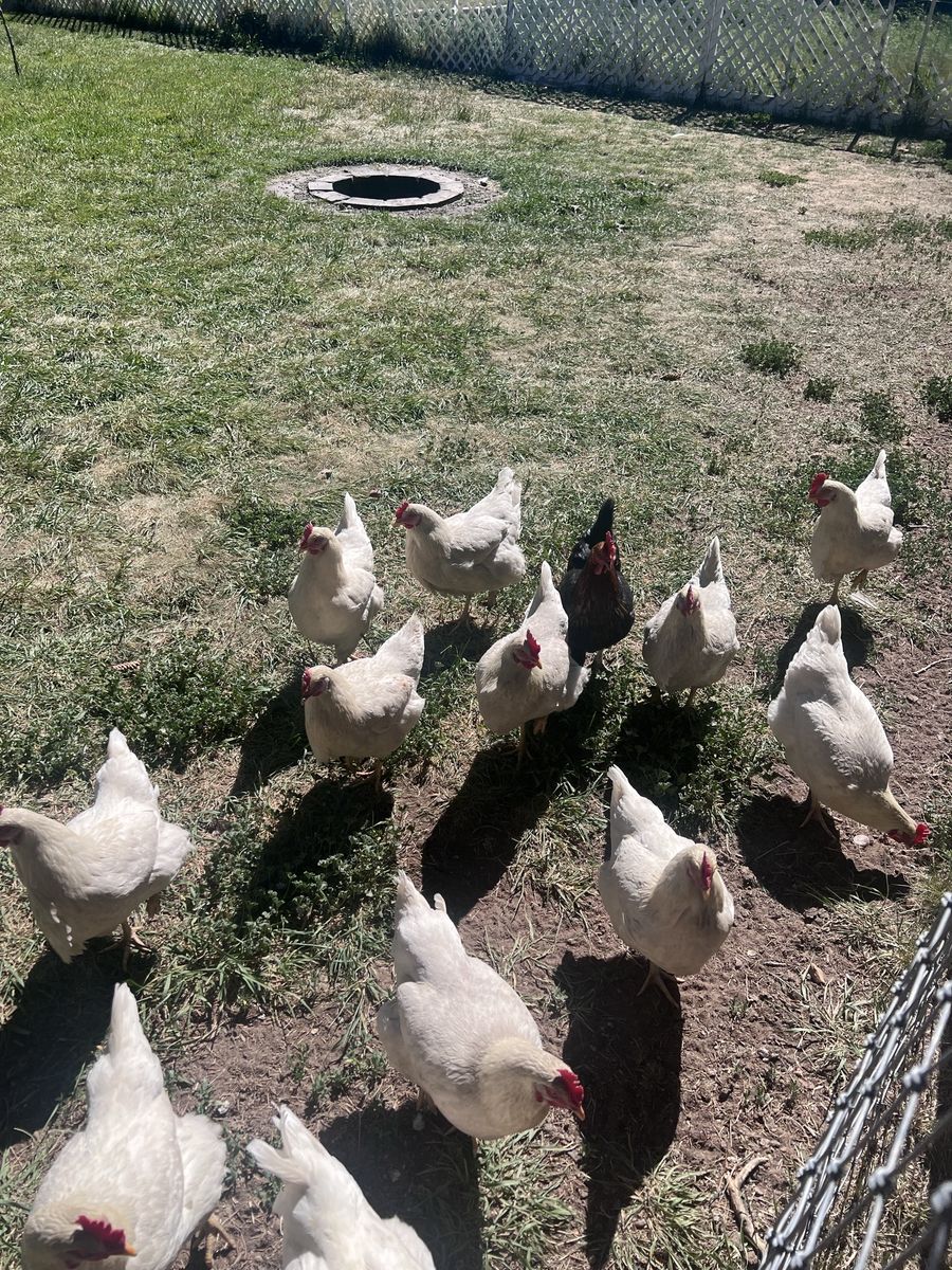 Egg laying amber sexlink chickens