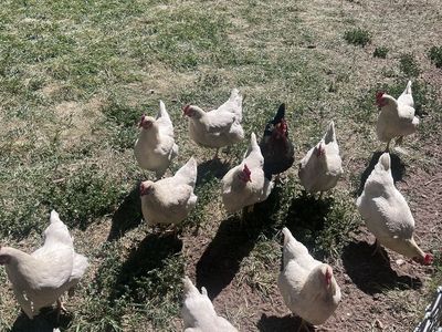 Egg laying amber sexlink chickens
