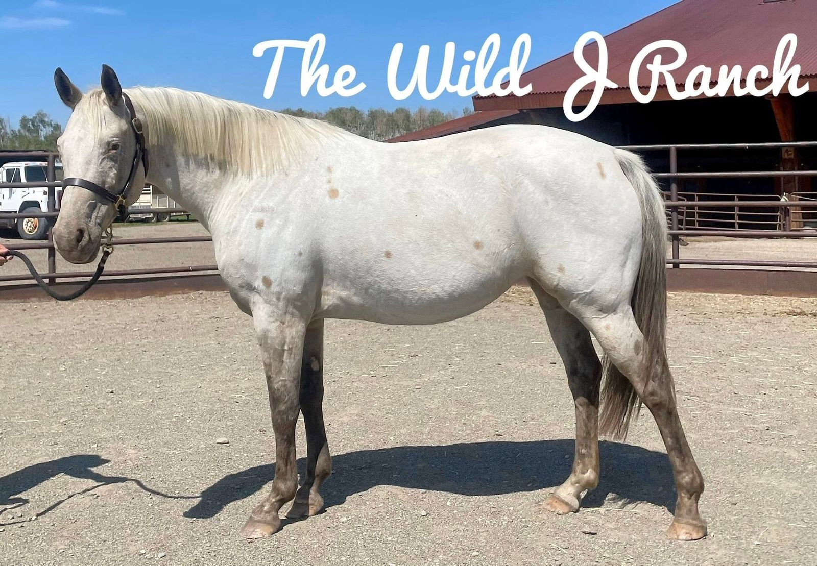 Buckskin Fewspot Appaloosa Mare