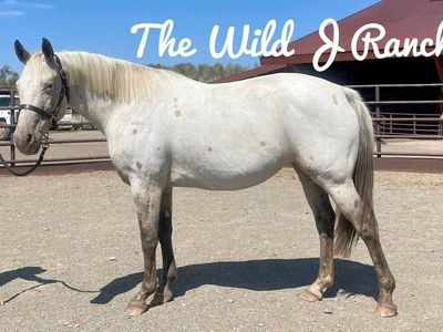 Buckskin Fewspot Appaloosa Mare