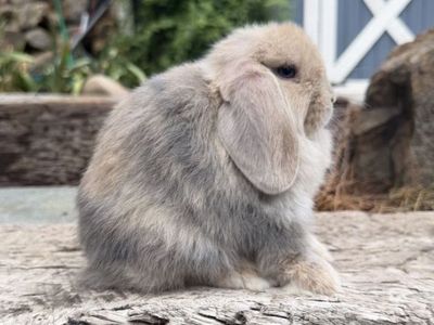 Holland Lop Buck