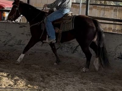 AQHA Chesnat Filly