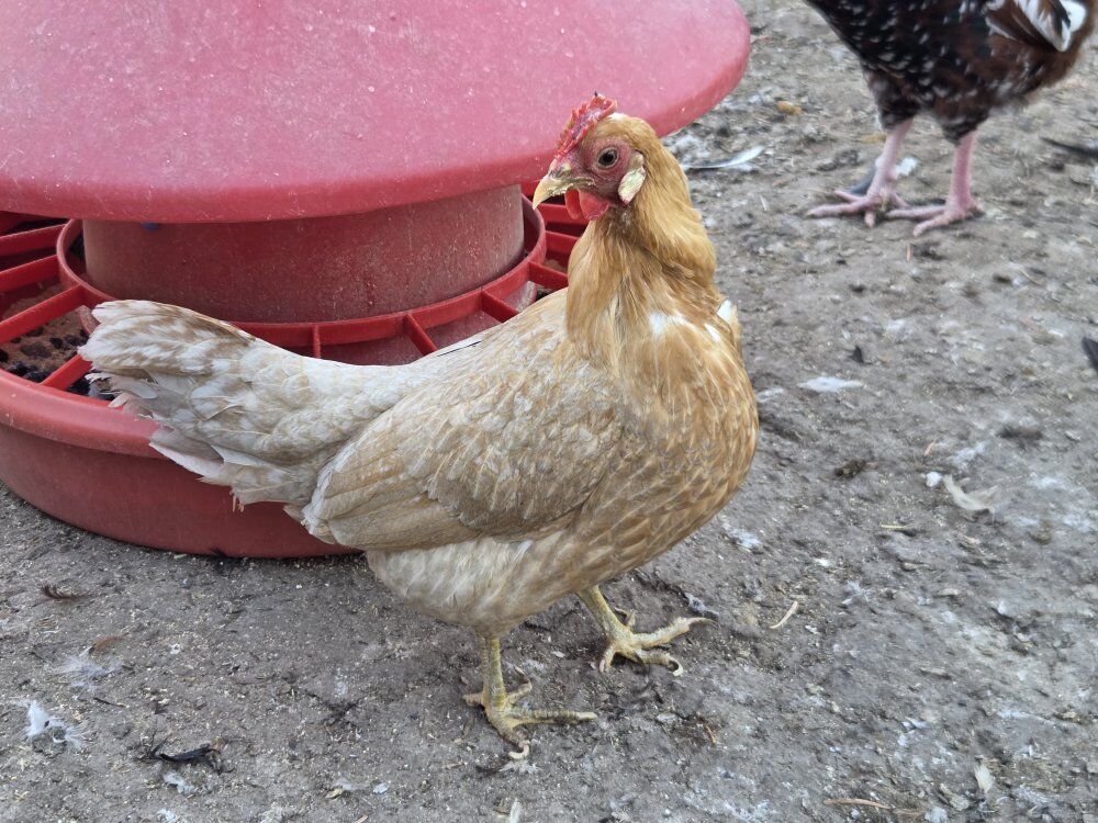 Bantam Chickens