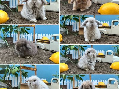 Tiny Dwarf Bunny Rabbits
