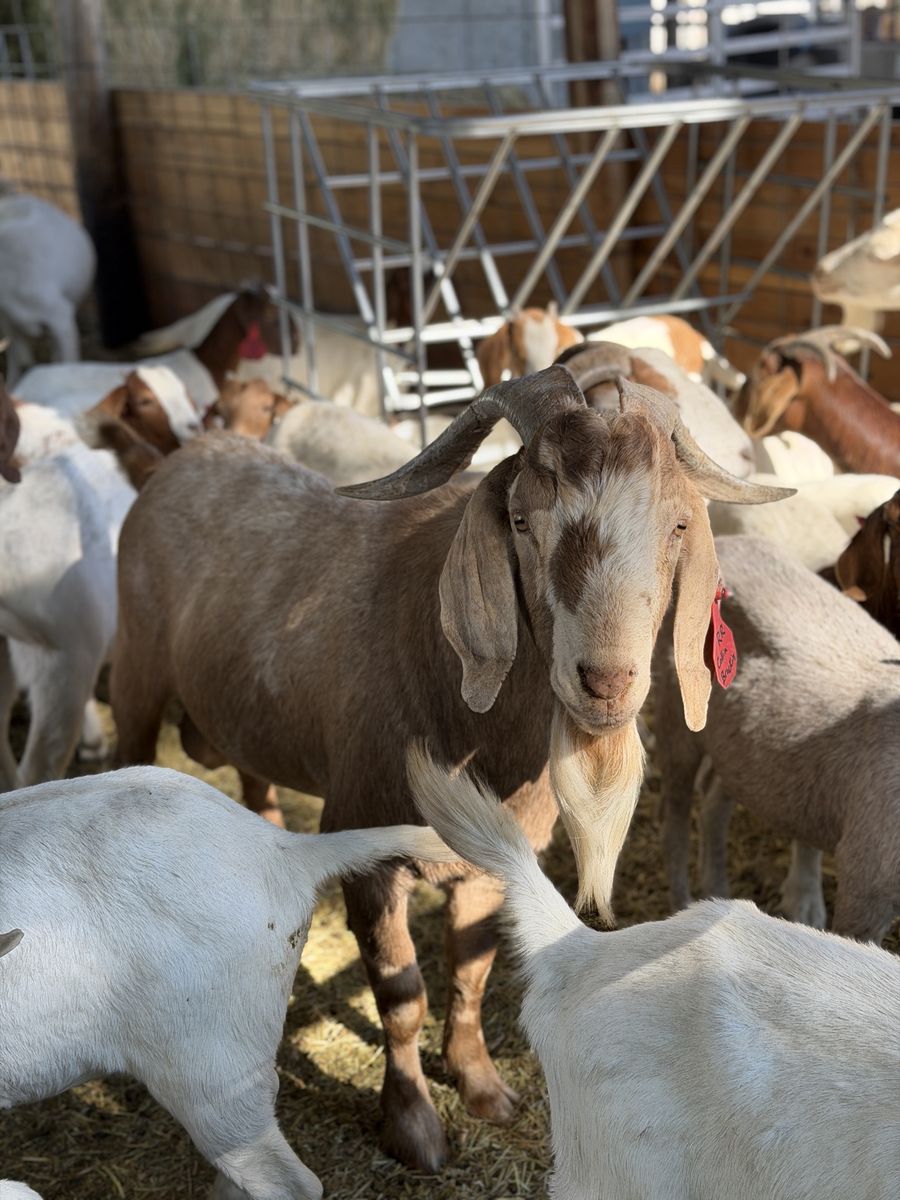 Boer, Milk, Cross Goats For Sale