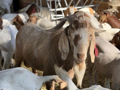 Boer, Milk, Cross Goats For Sale