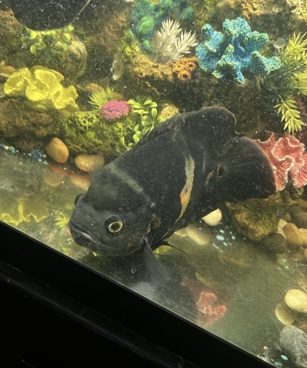 Xl female tiger Oscar fish