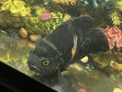 Xl female tiger Oscar fish