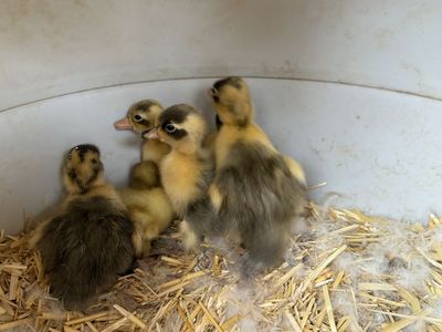 Call duck ducklings