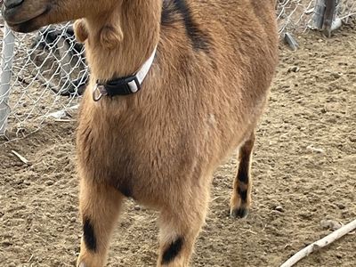 Nubian/Lamancha doe
