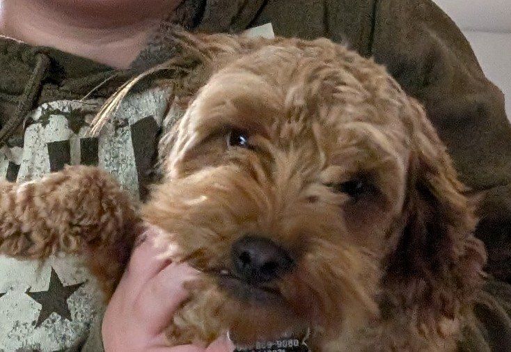 CKC registered Micro Golden Doodle