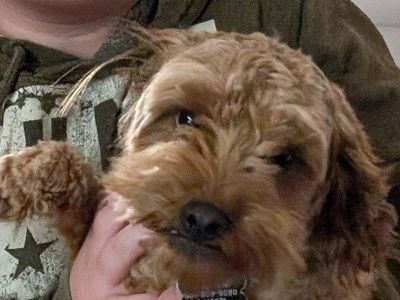 CKC registered Micro Golden Doodle