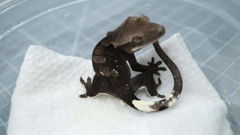 Phantom Axanthic Sable