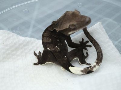 Phantom Axanthic Sable