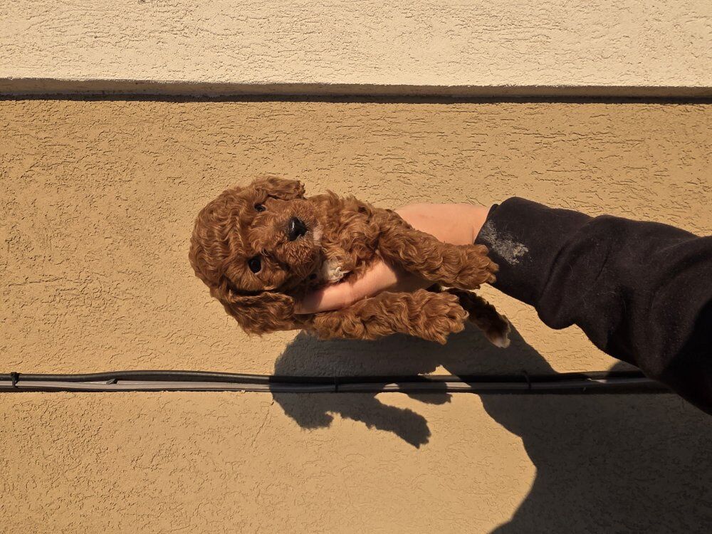 6-7lb Micro Cavapoo puppys King Charles Toy poodle