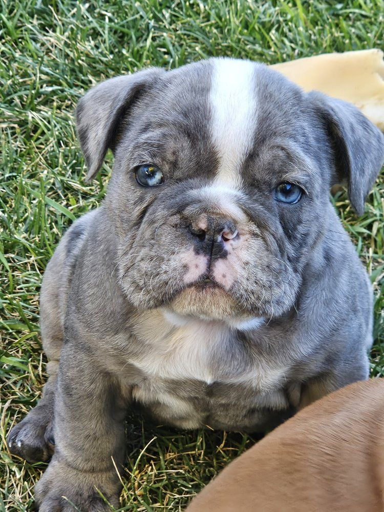 Adorable French Bulldog Puppies - Blue Merle & Fawn available!