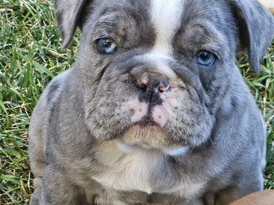 Adorable French Bulldog Puppies - Blue Merle & Fawn available!