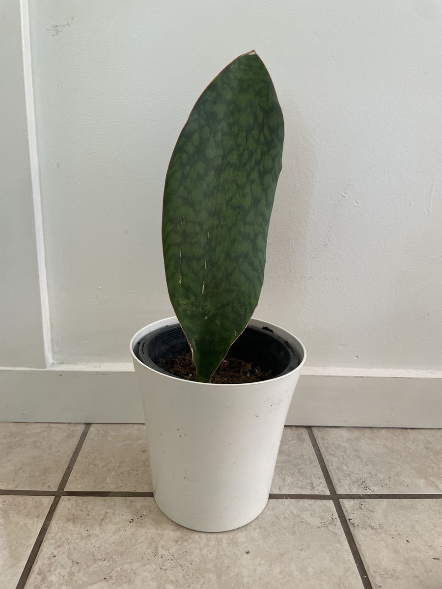 Whale Fin Snake Plant