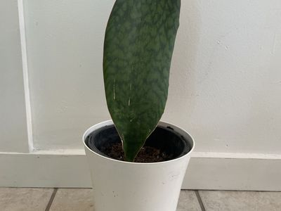 Whale Fin Snake Plant