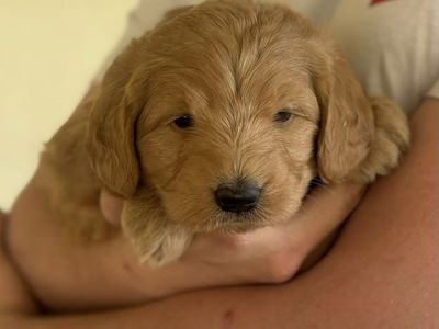F1 Labradoodle Puppies Available Memorial Day!