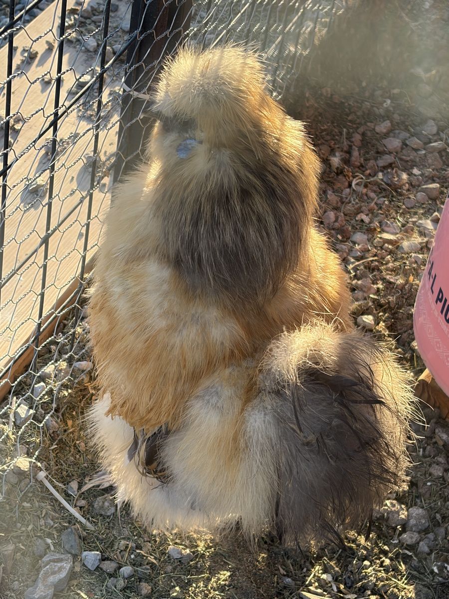Silky partridge rooster