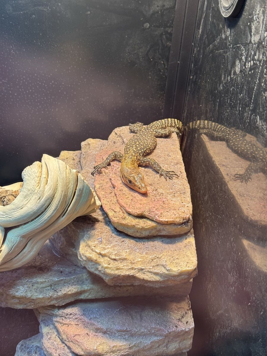 Baby quince monitor