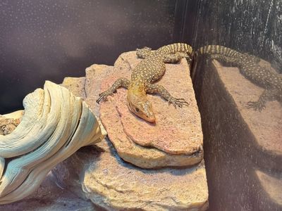 Baby quince monitor