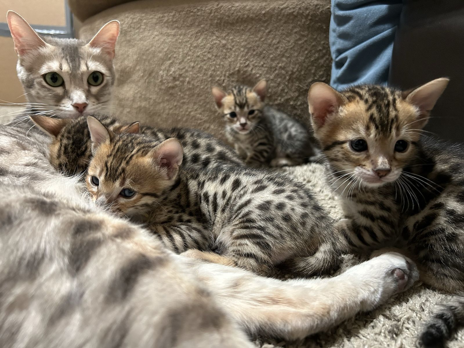 Bengal