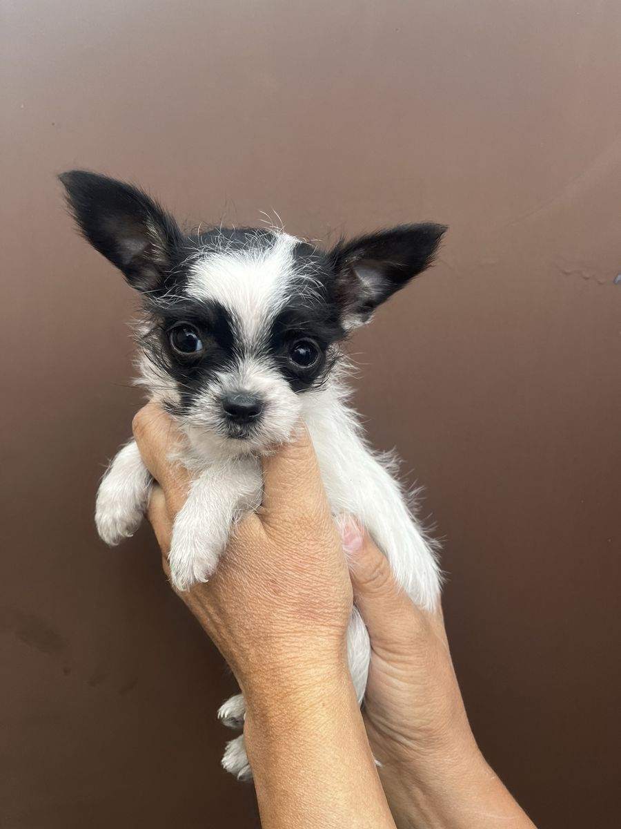Chihuahua male puppy