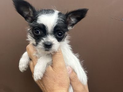 Chihuahua male puppy