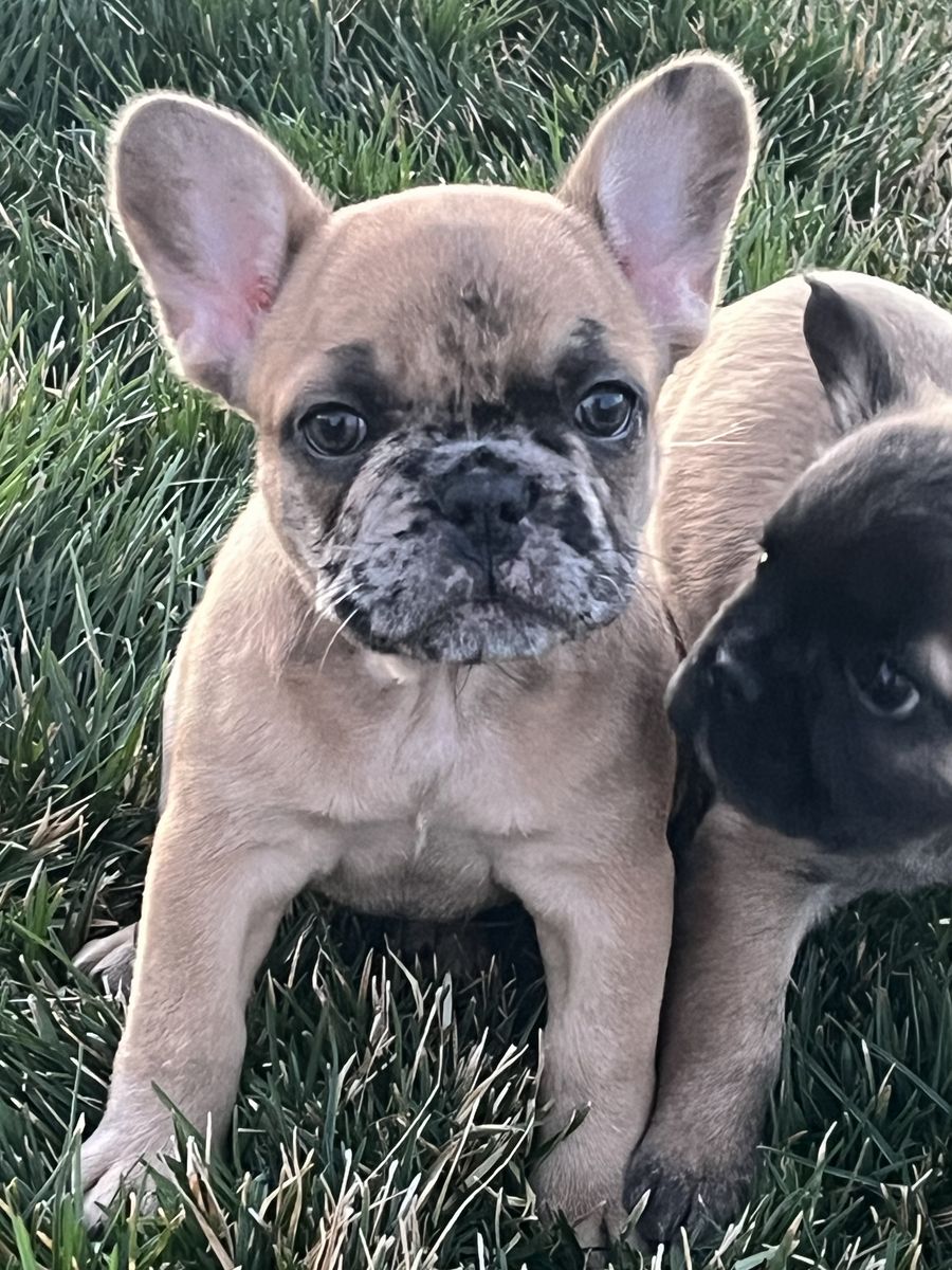 AKC French Bulldog