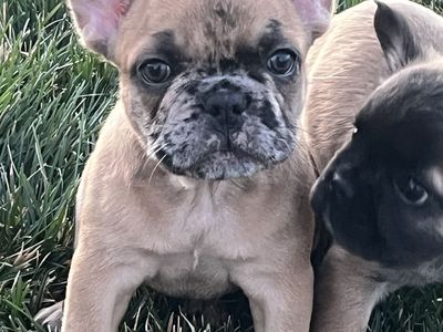 AKC French Bulldog