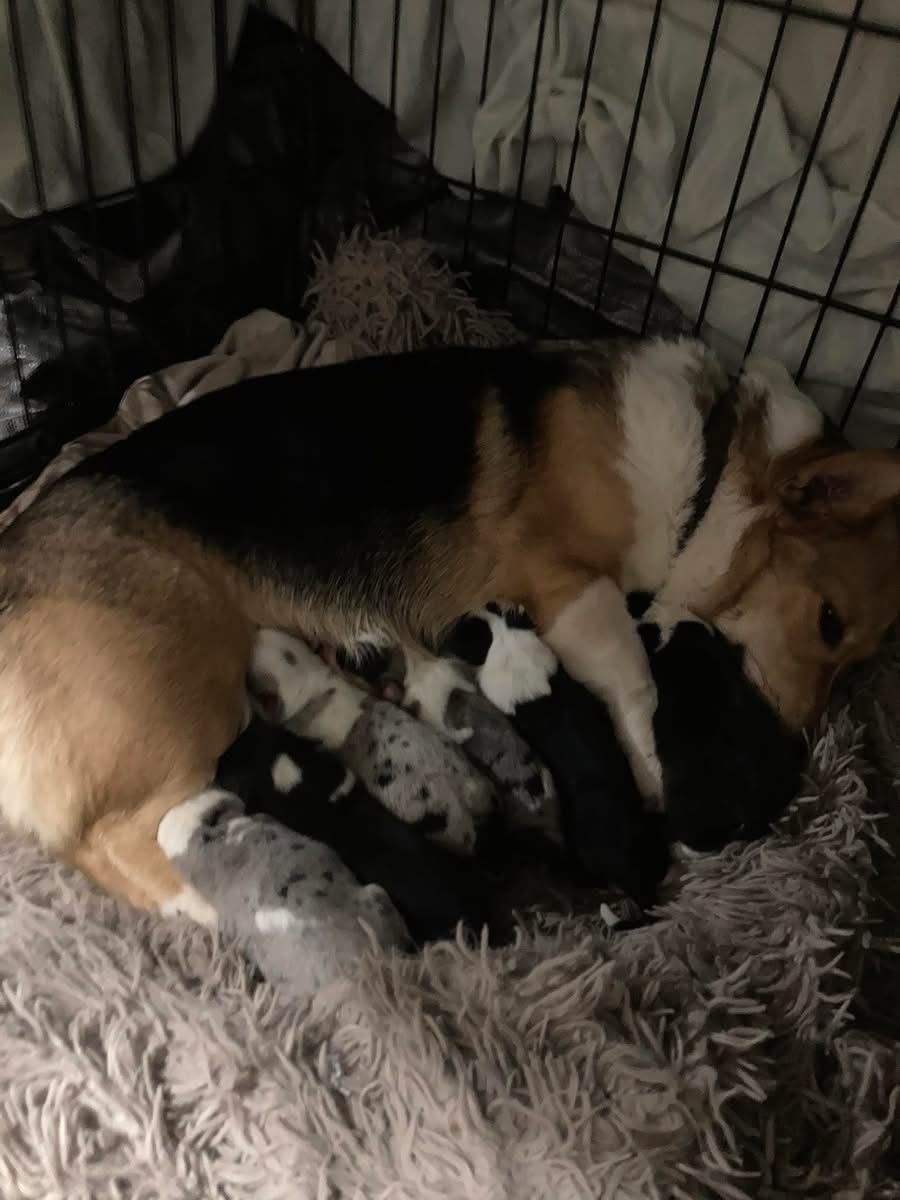 Cowboy Corgi Puppies