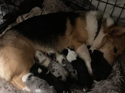 Cowboy Corgi Puppies