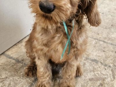F1BB hypoallergenic Bernedoodle and Goldendoodle puppies ready now!