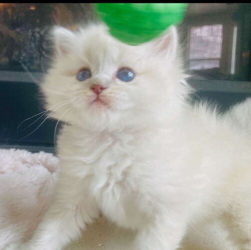 GORGEOUS SWEET RAGDOLLS!  STAY SMALL w/ BEST Playful Puppy Doglike temperaments (Sheds Less/Less allergenic)