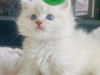 GORGEOUS SWEET RAGDOLLS! STAY SMALL w/ BEST Playful Puppy Doglike temperaments (Sheds Less/Less allergenic)