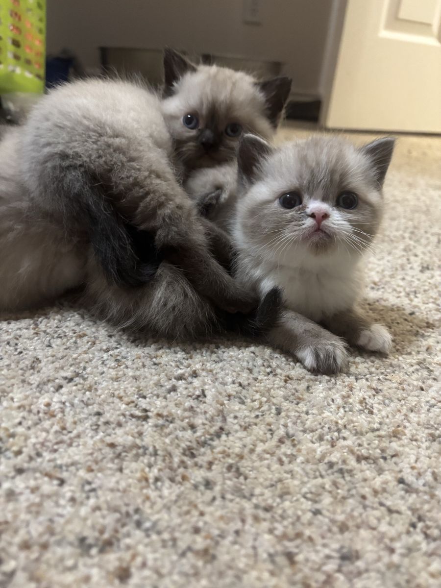 Affordable Purebred Persian Exotic Shorthair Kittens
