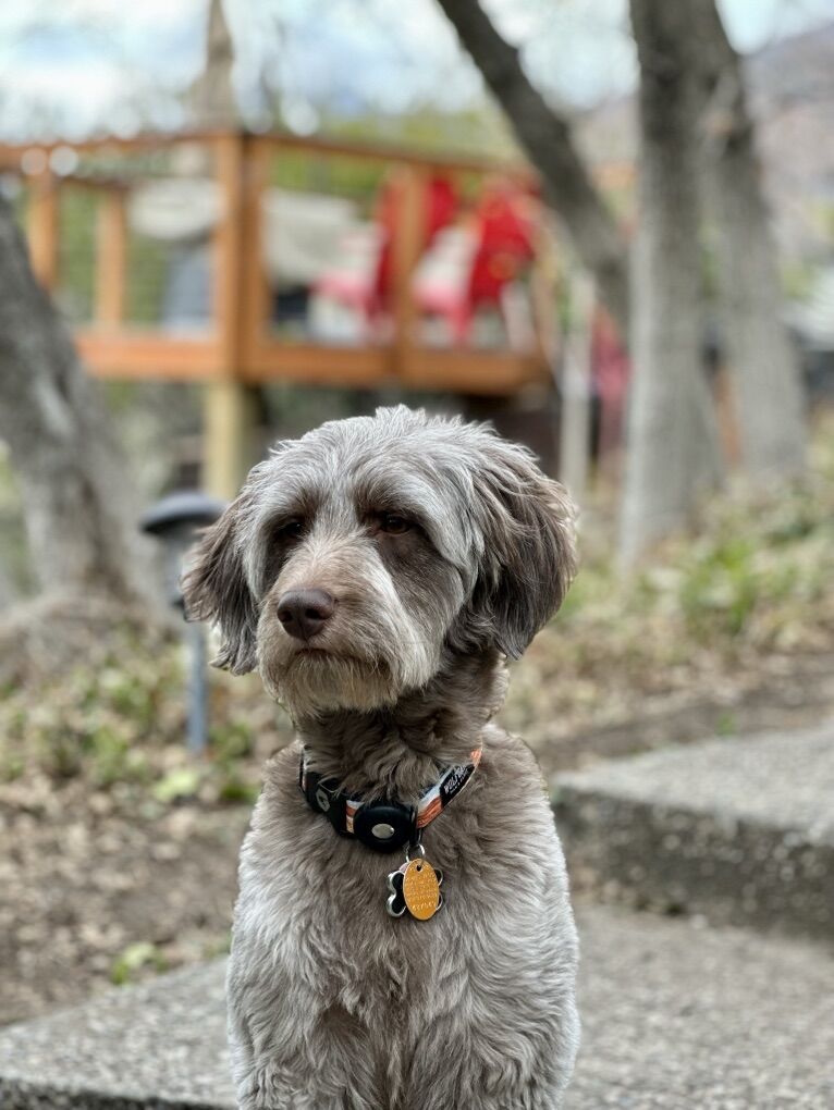 Golden Doodle (Spud)