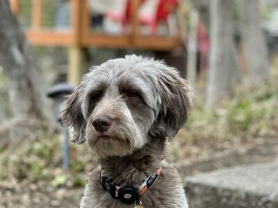 Golden Doodle (Spud)
